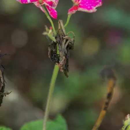 The Orchard Nocleg ze śniadaniem Newcastle West