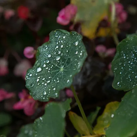 The Orchard Nocleg ze śniadaniem Newcastle West