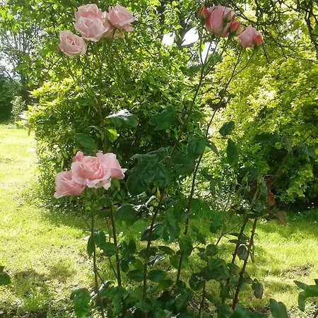 The Orchard
