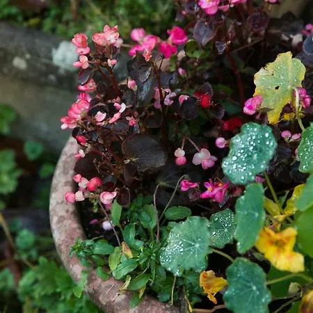 Nocleg ze śniadaniem The Orchard 3*