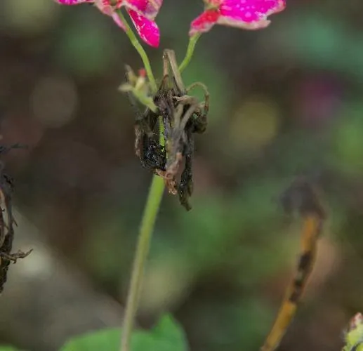 The Orchard Bed & Breakfast Newcastle West