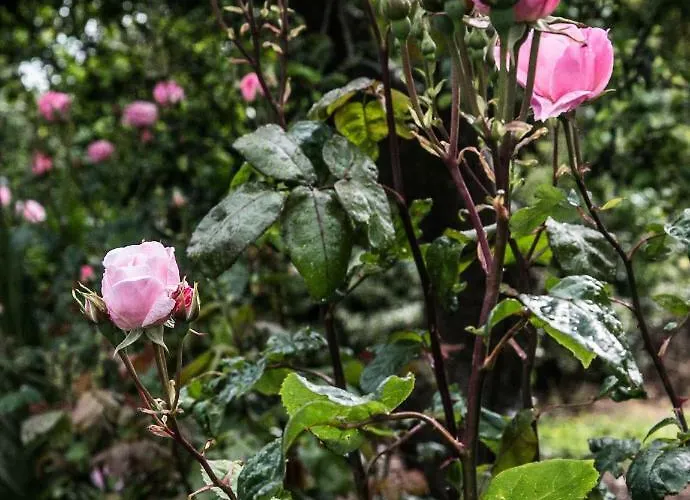 The Orchard Newcastle West