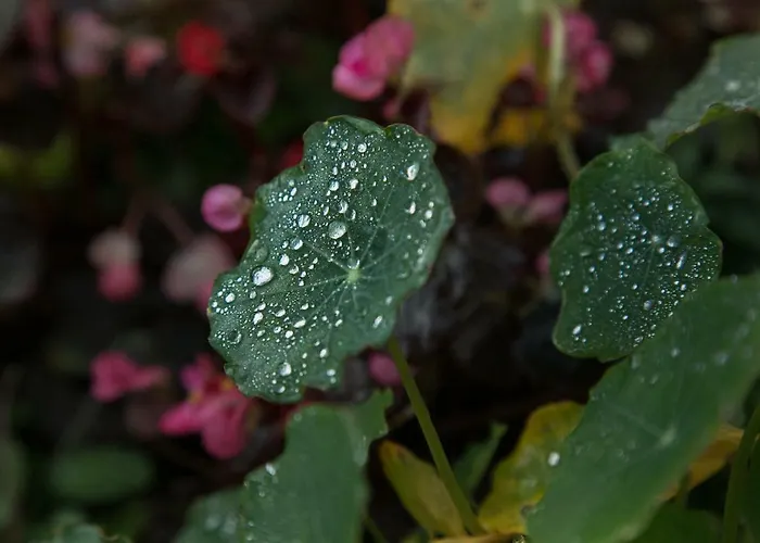 The Orchard Bed & Breakfast Newcastle West
