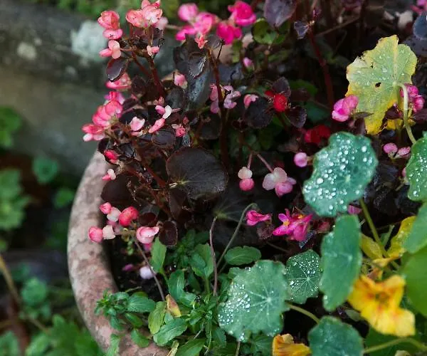 Bed & Breakfast The Orchard 3*